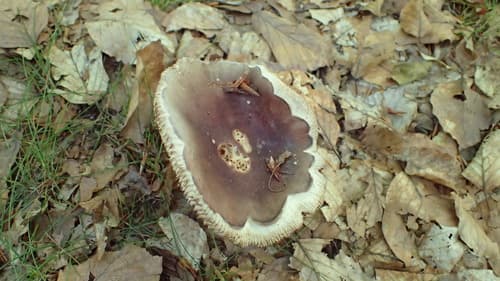 Gołąbek