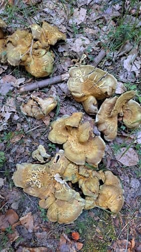 Laeticutis cristata