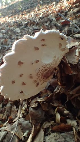 Macrolepiota
