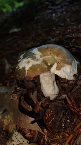 Gołąbek