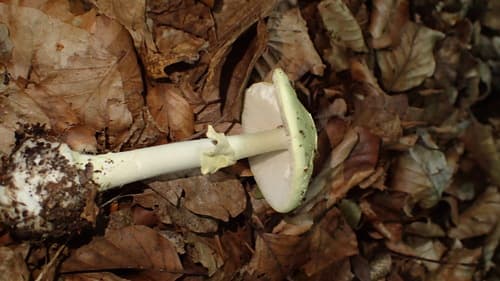 Muchomor cytrynowy