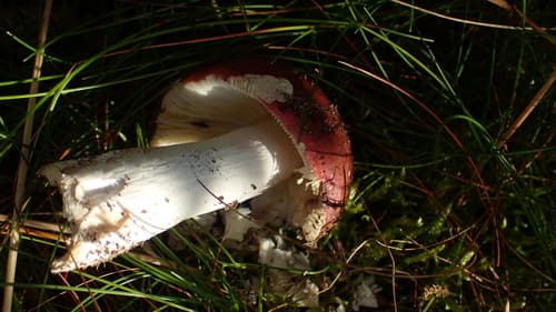 Gołąbek