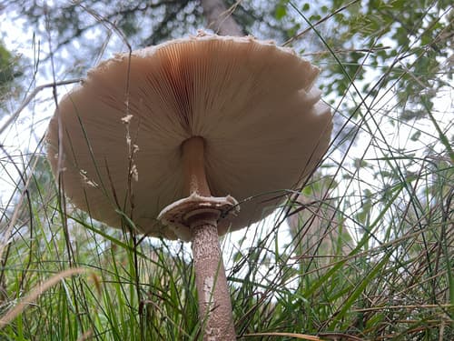 Czubajka kania