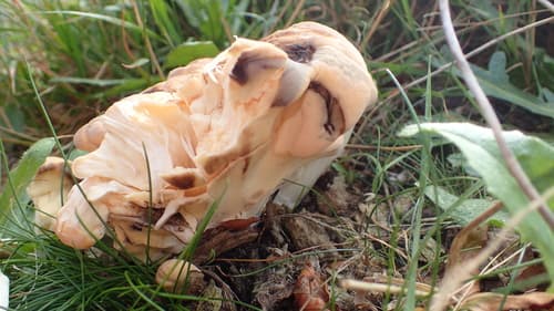 Wachlarzowiec olbrzymi