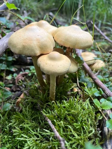 Podziemniczkowate