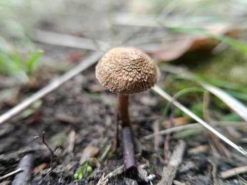 Inocybe