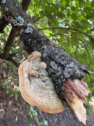 Wrośniak szorstki