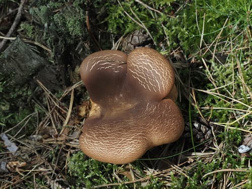 Ponurnik aksamitny