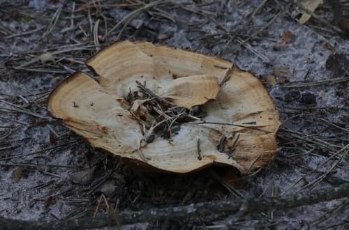 Stułka piaskowa