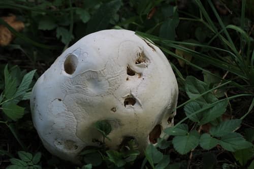 Czasznica olbrzymia