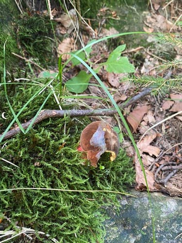 krasnoborowik ceglastopory