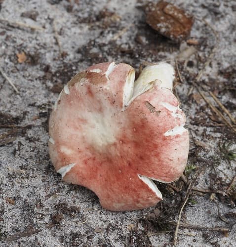 Gołąbek