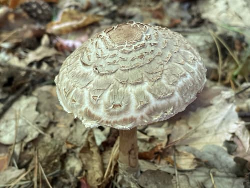 Chlorophyllum