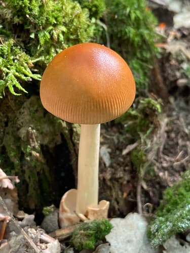 Amanita fulva