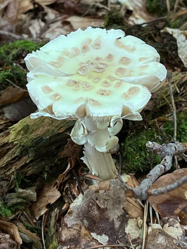 Muchomor cytrynowy