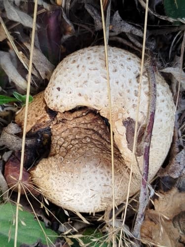 Tęgoskór cytrynowy