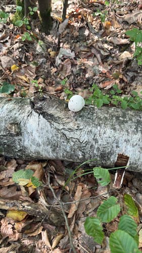 Białoporek brzozowy