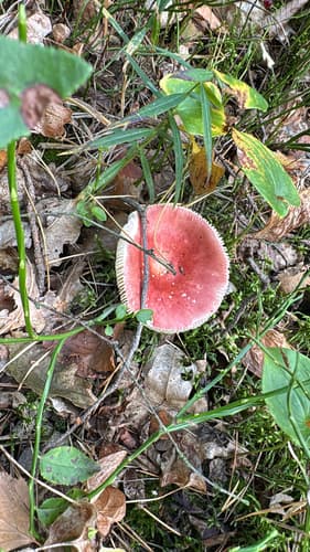 Gołąbek