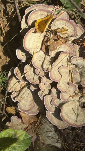 Niszczyk liściastodrzewny