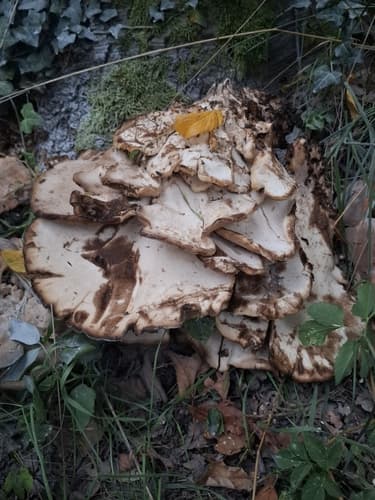 Wachlarzowiec olbrzymi