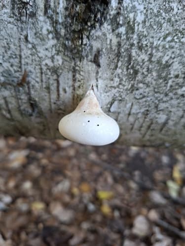 Białoporek brzozowy