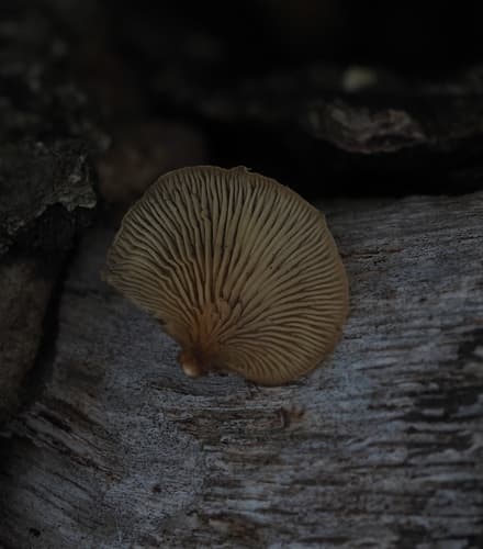 Hohenbuehelia