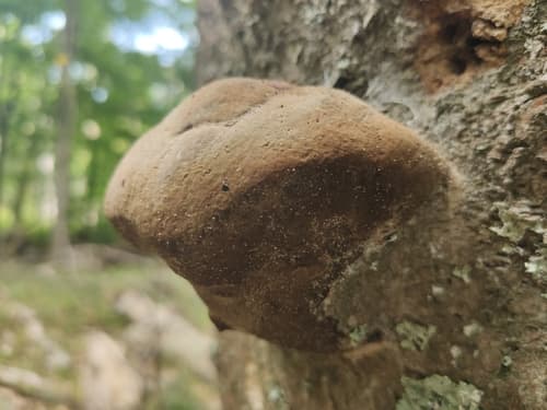 Fomitiporia