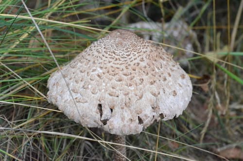 Czubajka
