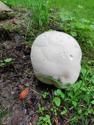 Czasznica olbrzymia