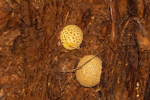Tęgoskór cytrynowy