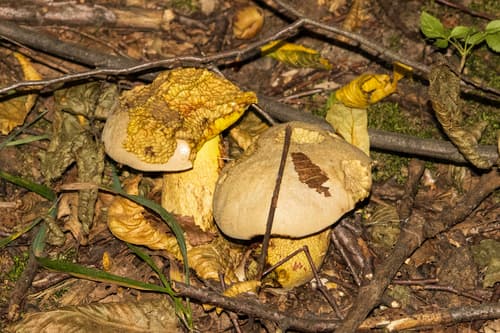 Płowiec jodoformowy