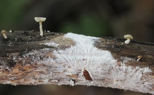 Simocybe