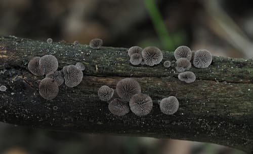 Resupinatus