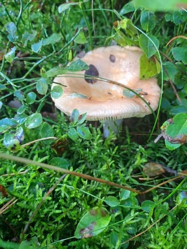 Płachetka zwyczajna