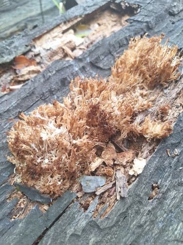 Artomyces microsporus
