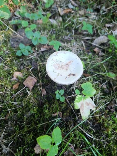 Muchomor cytrynowy