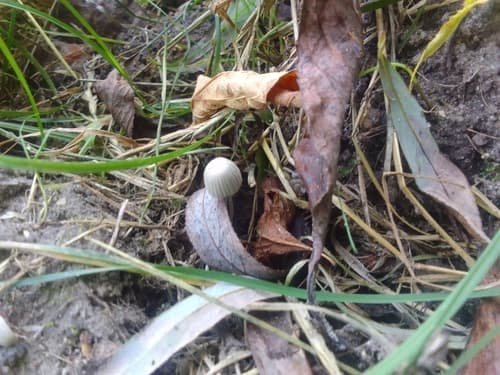 Ephemerocybe impatiens