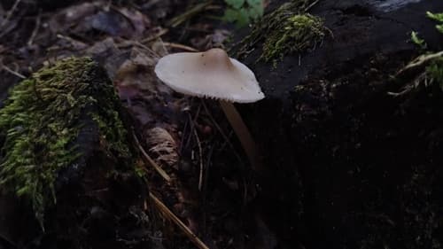 Grzybówka hełmiasta