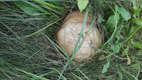 Czasznica olbrzymia