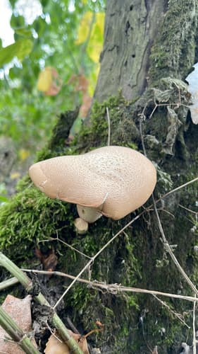 Neolentinus degener