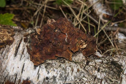 Rdzawoporka drobnopora