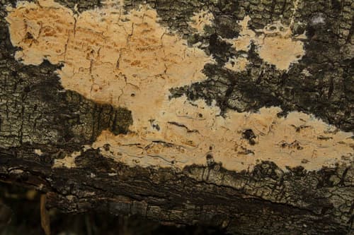 Xylodon flaviporus