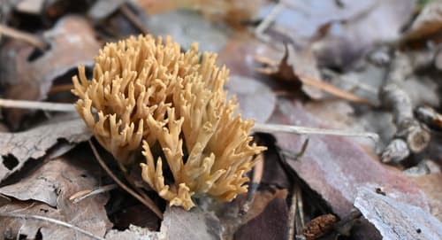 Phaeoclavulina eumorpha