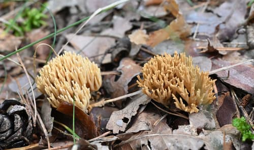 Phaeoclavulina eumorpha