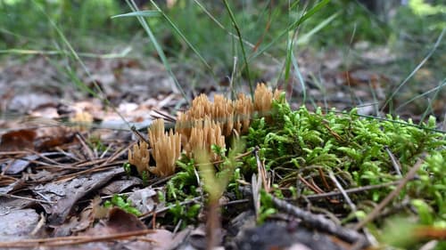 Phaeoclavulina eumorpha