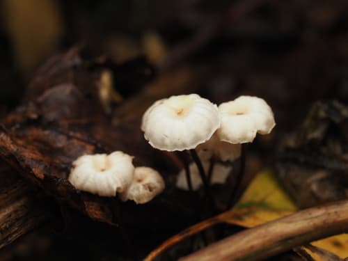 Marasmius