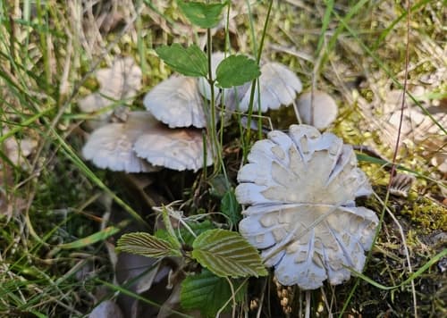 Polówka wczesna