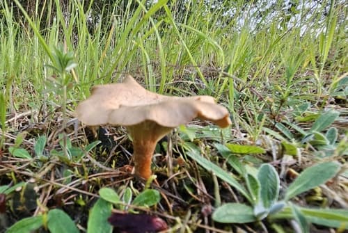 Bonomyces sinopicus