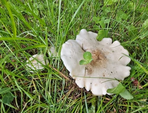 Gęśnica wiosenna
