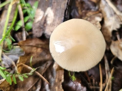 Kruchaweczka zaroślowa